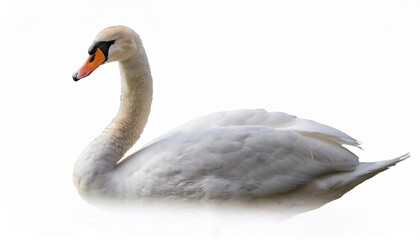 White swan profile