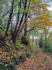 Dirt road in autumn forest strewn with fallen brown leaves near hillside. Autumn forest landscape. Trees in forest with yellow leaves. Beauty in nature..