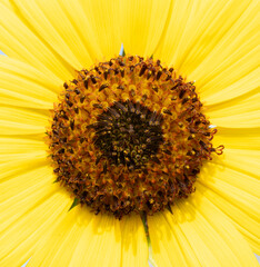 Close Up of the Center of a Texas Sunflower
