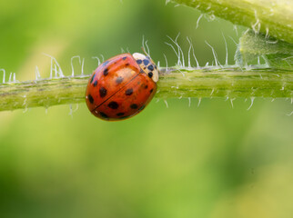 Close Up fo an Asian Lady Beetle on a Green Stem