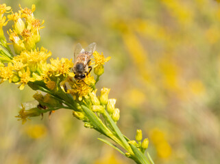 Honey Bee Gathering Pollen on a Goldenrod Flower