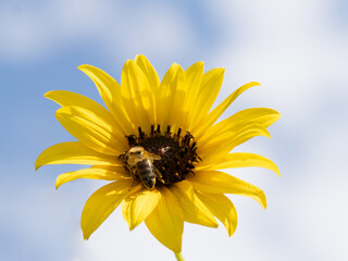 Honey Bee Gathering Pollen on a Common Sunflower Photographed from Below