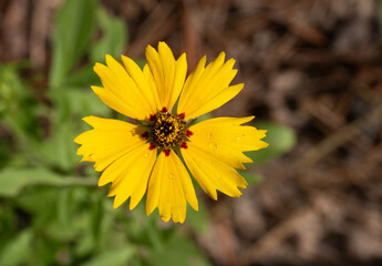 Overhead View of Gold and Red Coreopsis or Tickseed Wildflower Blooming in Texas