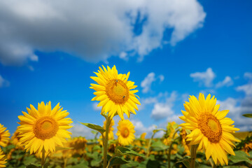 Sunflowers blooming in a sunny field under a blue sky with fluffy white clouds.