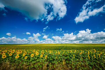Vibrant sunflower field with clear sky, perfect summer and nature scenery.