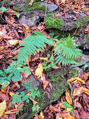  Green fern leaves grow between rocks covered in moss and sprinkled with fallen autumn leaves of orange and brown.  autumn leaves in the forest