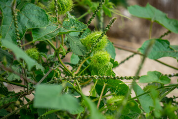 Macro shot of an exotic Passiflora foetida plant with green fuzzy pods and winding tendrils on the sandy beach of the tropical Hainan island.