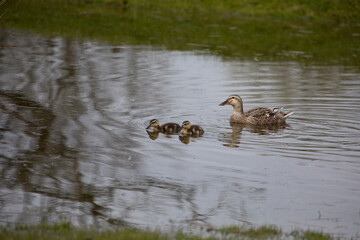 Mallard ducklings in springtime, North Yorkshire, United Kingdom