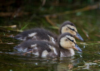 Mallard ducklings in springtime, North Yorkshire, United Kingdom