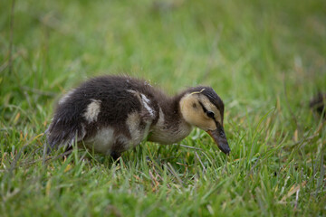 Mallard duckling in springtime, North Yorkshire, United Kingdom