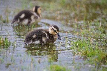Mallard ducklings feeding in springtime, North Yorkshire, United