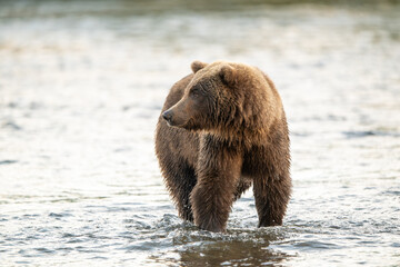 Alaskan brown bear feeding on salmon in Brooks River at sunrise