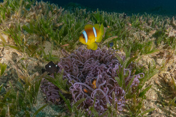 Coral reef and water plants in the Red Sea, Eilat Israel
