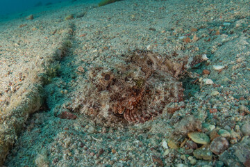 Fish swimming in the Red Sea, colorful fish, Eilat, Israel
