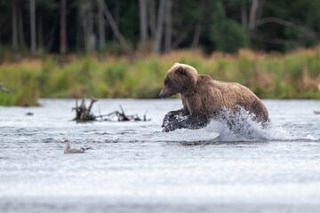 Alaskan brown bear chasing salmon in Brooks River at sunrise