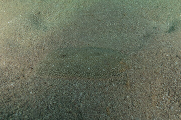 Fish swimming in the Red Sea, colorful fish, Eilat, Israel
