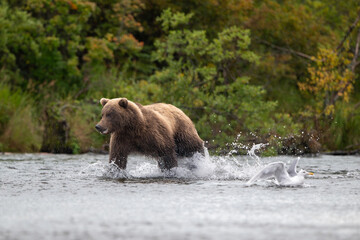 Alaskan brown bear chasing salmon in Brooks River at sunrise