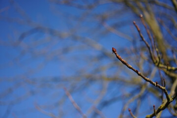Detailaufnahme einer Gew&ouml;hnlichen Rosskastanie (Aesculus hippocastanum)