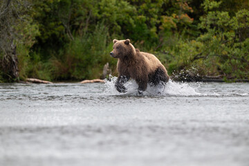 Alaskan brown bear chasing salmon in Brooks River at sunrise