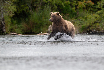 Alaskan brown bear chasing salmon in Brooks River at sunrise