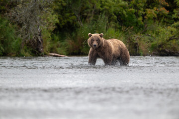 Alaskan brown bear chasing salmon in Brooks River at sunrise