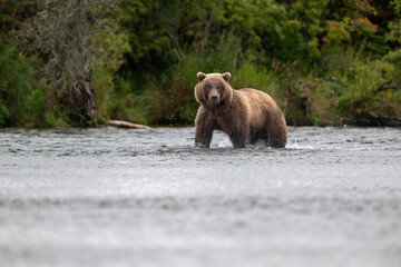 Alaskan brown bear chasing salmon in Brooks River at sunrise