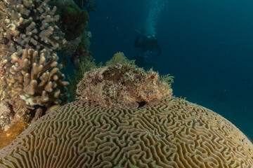 Fish swimming in the Red Sea, colorful fish, Eilat, Israel
