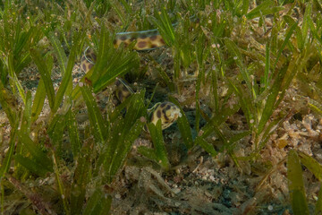 Moray eel Mooray lycodontis undulatus in the Red Sea, Eilat Israel
