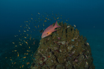 Fish swimming in the Red Sea, colorful fish, Eilat, Israel
