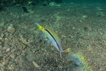 Fish swimming in the Red Sea, colorful fish, Eilat, Israel
