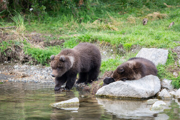 Two Alaskan brown bear cubs on the shoore of Nakek Lake. © Tony Campbell