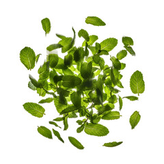 Fresh mint leaves floating in air against black background