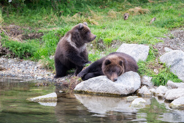 Two Alaskan brown bear cubs on the shoore of Nakek Lake.