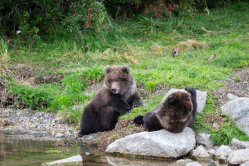 Two Alaskan brown bear cubs on the shoore of Nakek Lake.