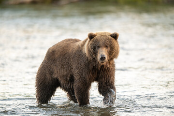 Alaskan brown bear feeding on salmon in Brooks River at sunrise