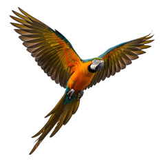 Vibrant macaw in mid-flight with colorful wings spread wide