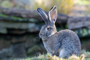 Ein Rassekaninchen Deutscher Riese in der Seitenansicht sitzend