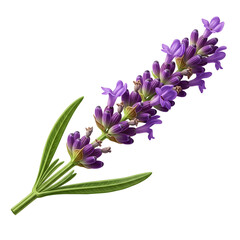 Vibrant purple lavender flower sprig with green leaves isolated on black background