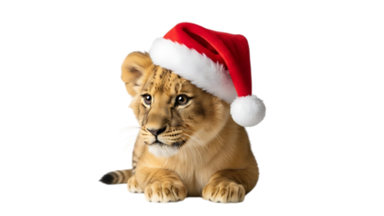 Lion cub, wearing a Santa hat white black, cutout, PNG isolated on transparent background