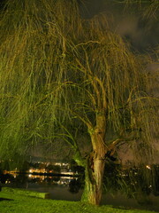 Nachtaufnahme einer großen Weide am Ufer eines Flusses - Main bei Veitshöchheim