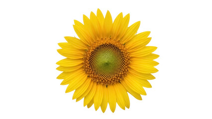 Bright yellow sunflower PNG isolated on transparent background, vibrant summer flower with detailed center for graphic design and decoration