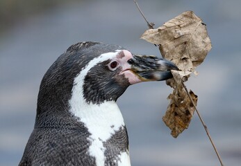 penguin in the zoo