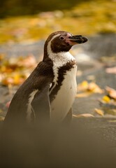 penguin on the rocks