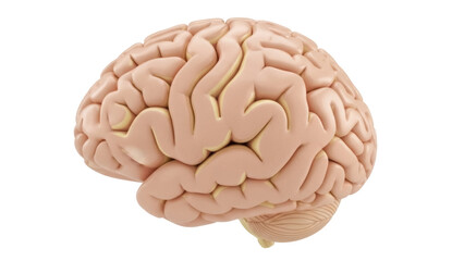 Human brain model isolated PNG, anatomical organ for medical study and education on transparent background