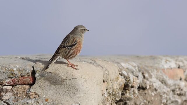 Acentor alpino mira a su alrededor posado en muro construido por el hombre, Alcoy, Espa&ntilde;a