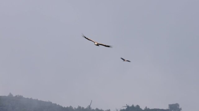 Vuelo majestuoso del buitre leonado en su ecosistema, Alcoy, Espa&ntilde;a