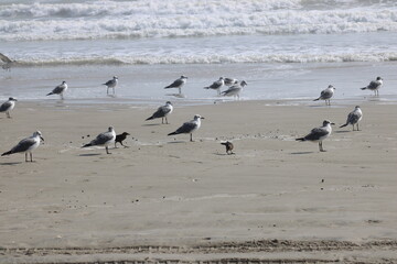 Birds by the Ocean Tide