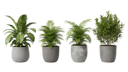 Collection of various green potted plants