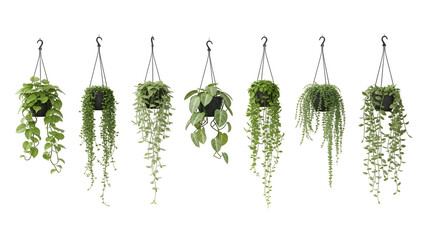 Collection of hanging plants in pots against white background