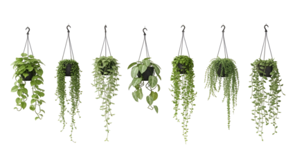 Collection of hanging plants in pots against white background